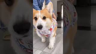 我聰明，而且我最可愛　#shorts #柯基 #萌寵 #寵物 #動物 #可愛 #狗狗 #dog #pets