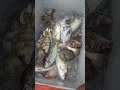 剛新鮮上岸的 加志 臭肚 剝皮魚 三牙 金龍 比目魚 加志 臭肚 剝皮魚 三牙 金龍 比目魚 魚市場 崁仔頂 海鮮 fishmarket taiwan