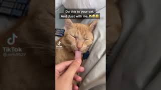 funny cat reaction and funny man reaction