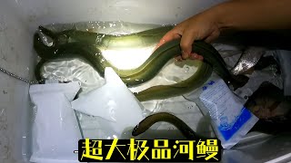 鳗鱼大师一来就抓到超大极品河鳗，运气实在太好了，刺激刺激！【莆农阿敏】