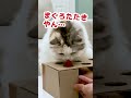 これもぐらたたきやなくて…まぐろのたたきやな shorts 【猫アテレコ】