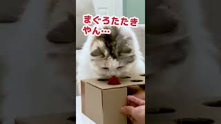 これもぐらたたきやなくて…まぐろのたたきやな #Shorts 【猫アテレコ】