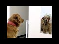 dog cat宠物pets第一次照镜子looking in the mirror for the first time