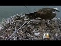 Osprey Zone: Followers Await Hatching Of Baby Ospreys On Live Webcam