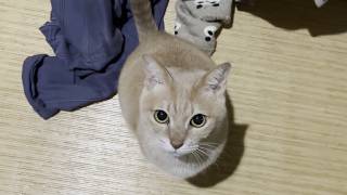 寝室の前で珍しくニャーニャー騒ぐ猫