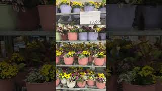 Costco Canada Spring special #costco #costcofinds #spring #plants