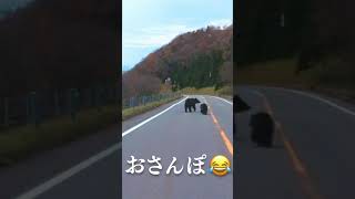 悩むこぐまがかわいすぎる北海道【想像以上】りんの田舎暮らし #Shorts