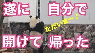 【本日の楓浜自分でドア開けて帰宅‼ただいま〜🤣】ドアの向こうでご両親（飼育員さん）がお出迎え「おかえり〜」/ #ぽめぱん #PandaChannelbypomeranianfilm