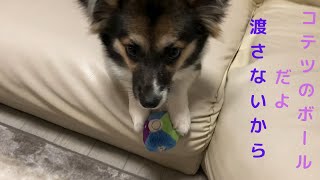 子犬のコテツさんとボール遊びをしました【パピヨンとコーギーのミックス犬】I played ball with my puppy Kotetsu