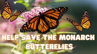 Help save the now Endangered Monarch Butterflies Danaus plexippus - Removing Black Swallow-wort