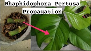 Rhaphidophora Propagation/Rhaphidophora Pertusa/Rhaphidophora Tetrasperma Propagation/ @SwaraGTheGardener