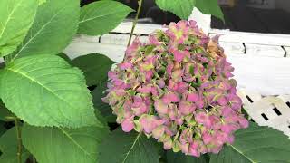 ដេីមផ្កាក្រពុំ(Hydrangeas)ដែលដាំនៅខាងក្រោយផ្ទះលូតលាស់បានធំល្អ