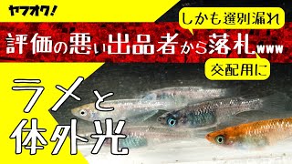 ヤフオク！で評価の悪い出品者から選別漏れのメダカを買ってみた。【メダカ飼育 088】