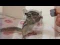 シマリスの可愛すぎる赤ちゃん♪トッドのベビー期 chipmunk baby