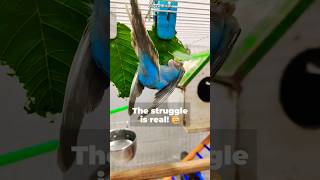 Budgie Bloopers: Scooby’s Funniest Leaf Fail! 😂🌿🐦