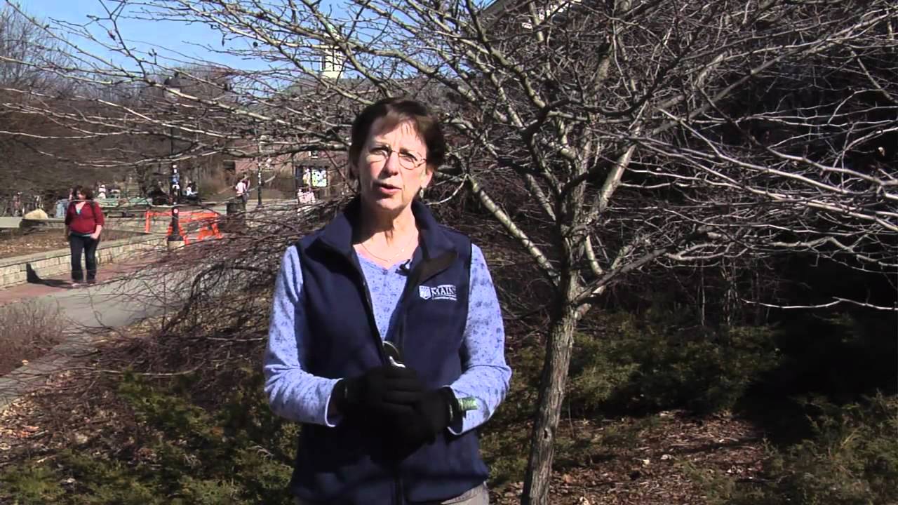 Pruning Ornamental Trees Youtube