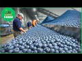 Blueberries MEGA FACTORY: Harvesting and Processing Thousands of Blueberries with AI