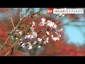 秋にも咲く「サクラ」と紅葉が見ごろ！ 真庭市にある花の山寺・普門寺で【岡山】