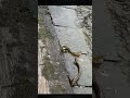 the snake failed to catch fish amazing shorts