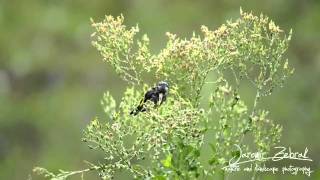 Stehlík Obecný (Carduelis carduelis)