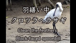 【石垣島動画野鳥図鑑】クロツラヘラサギ 羽繕い中 Black faced spoonbill Clean the feathers 4K Wild Birds