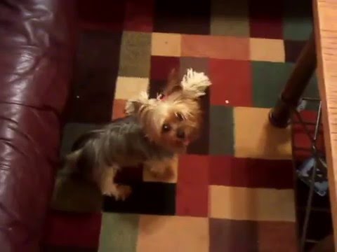Angry Yorkie Youtube