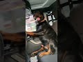 My rottweiler is so excited for car rides 🤦🏻‍♀️🤣🙈 | Daily Dose Of Rottweilers | #shorts #rottweiler