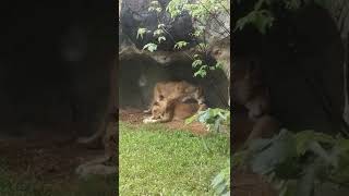 台北市立動物園一日遊：獅