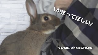 飼い主に無視されてキレ気味のうさぎさんが、隣で激しく存在をアピールしていました 【165】