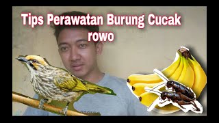 perawatan harian burung cucak rowo