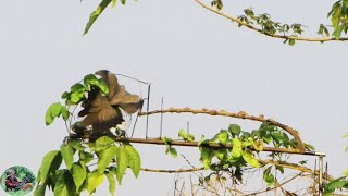 Khmer Dove Traps ទាក់លលកដោយប្រើជាមួយលប់វៀល