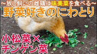 野菜好きのニワトリ～味美菜を食べる庭で放し飼いの名古屋コーチン雌鶏さん～