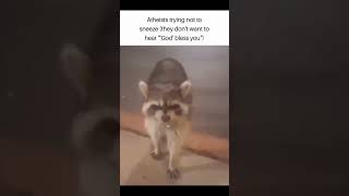 Funny animal videos I found on Instagram and Tiktok #shorts