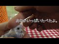 生後４週目のインコのひな・ぷくの羽が伸びてきた！【ぷくの成長日記 5】