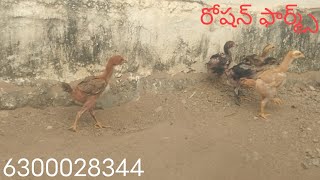 6300028344. రోషన్ ఫామ్స్ వారి నూతన సంవత్సర ఆఫర్స్