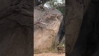 Wild dogs hunt antelopes on edge of cliff 😮