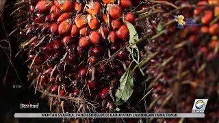 Lemahnya Verifikasi Data PSR Sudah Jadi Temuan Nyata #REALITAS