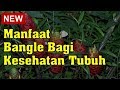 Manfaat Bangle Bagi Kesehatan Tubuh