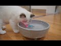 how to train your cat to love water with the small toys