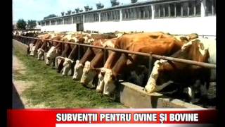 SUBVENTII PENTRU OVINE SI BOVINE