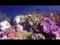 Fiji Dream Diving - Scuba Diving in Fiji