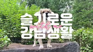 [슬기로운강남생활] 강아지일상/고기좋아하는강아지/믹스견