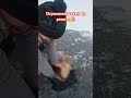 Клюнул огромный сазан на реке Вот это удача клубрыбаков рыбалка fishing сазан shorts