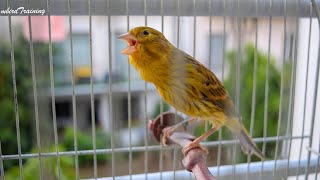 The young and Powerful Great TENOR - canary training song