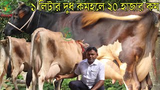 মমিন কাকা বাঘাবাড়ী জার্সিসহ হাই কোয়ালিটির দুধের গাভী  ২০-২৬লিটার পর্যন্ত বাচ্চাসহ দুধের গাভী কিনুন