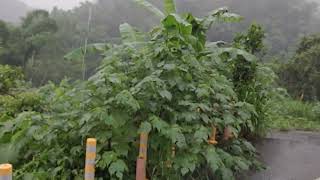 風水天涯路29~~~豪雨中的台灣台中大坑龍局生基~林明璽老師帶你自龍穴