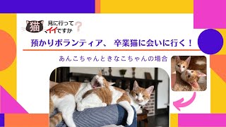 預かりボランティア、卒業猫と感動の再会！＆里親さんにインタビュー！（元みなとねこ保護猫・あんこちゃんときなこちゃんの場合）