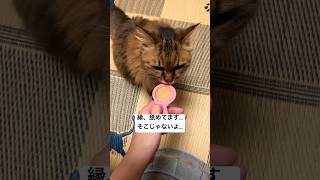 独り占め！ #shorts #animal #cat #ねこ #ねこ動画 #猫 #高齢猫 #長毛種 #銀のスプーン #にゃんスプーン