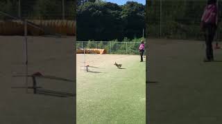 初、アジリティコンペ！初、クリーンラン！ #ヨークシャーテリア #ヨークシャーテリアのクッキー #アジリティ #Yorkshire terrier #dogsports #dogagility