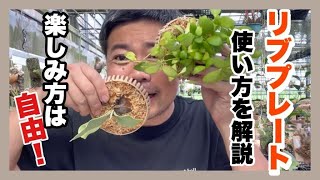 ビカクシダなど着生植物初心者は是非！リブプレートの使い方